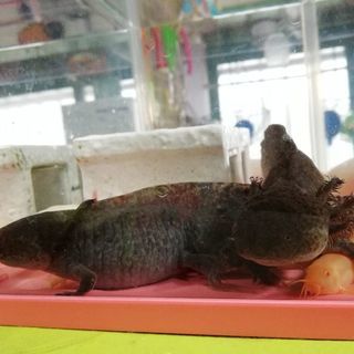 ウーパールーパー黒2匹の画像