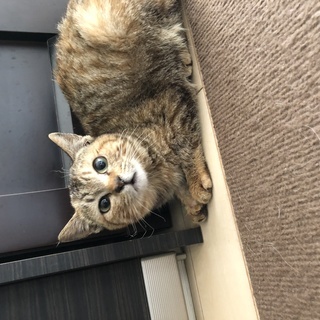 私を家族にしてください