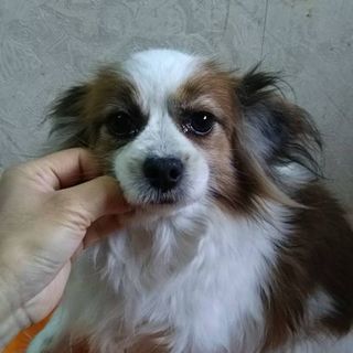 パピヨン７才