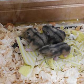 里親募集 シャンガリアンハムスター赤ちゃん 