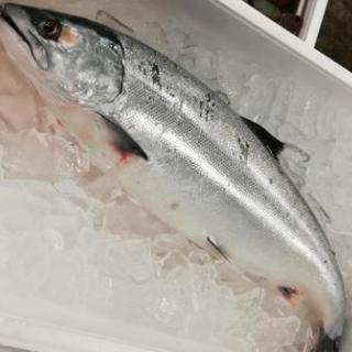 もう魚もこわくない！！お一人でもカップルでもご参加ＯＫ！の画像