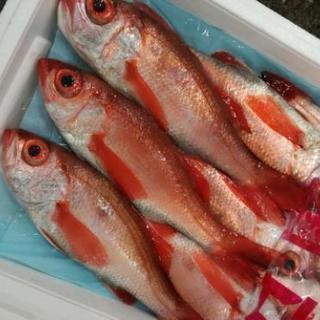 もう魚もこわくない！！お一人でもカップルでもご参加ＯＫ！の画像