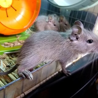 デグーの里親募集