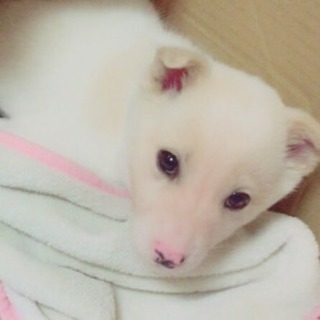 里親さんが決まりました。ありがとうございました。
