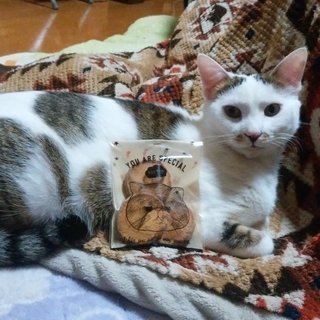 仔猫に優しいお兄ちゃんです。
