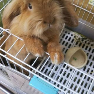 アメリカンファジーロップ うさぎ