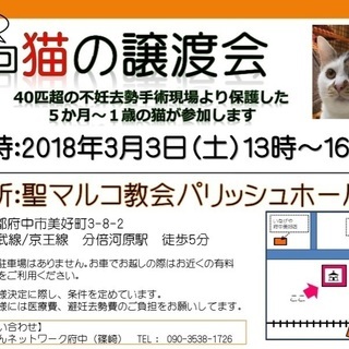 第9回合同猫の譲渡会（40匹超の不妊去勢‘未‘手術の現場から保護...