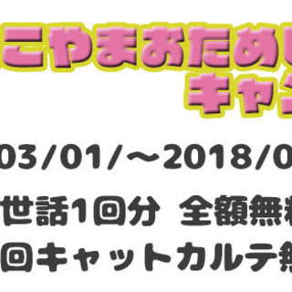 猫専門★キャットシッター★ご新規様 実質無料キャンペーン中