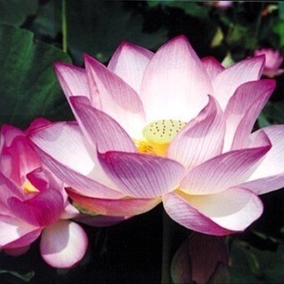 癒しのヨガ＠和室の画像