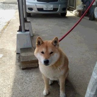 里親さん決まりました。ありがとうございます。柴犬(雌)9歳