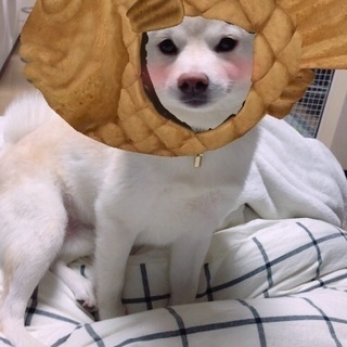 犬友募集です🐶