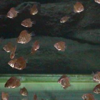 ディスカスの稚魚
