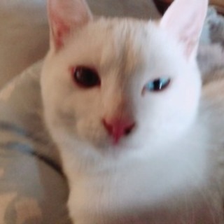 猫の里親募集です！急募
