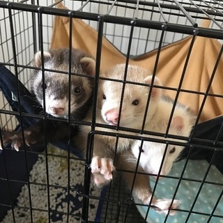 フェレット
