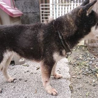 10歳のお婆ちゃん黒柴