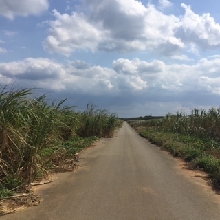 【時給1,000円～1,215円】【短期住み込みバイト】宮古島でさとうきび・葉タバコのお仕事(^^)/の画像