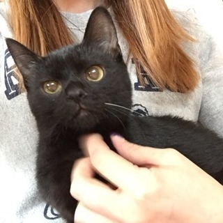 黒猫7カ月♀