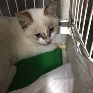里親さんを募集しています。