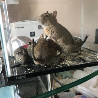 デグー アグーチ (難あり)の画像