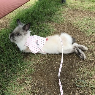 うさぎの里親募集。