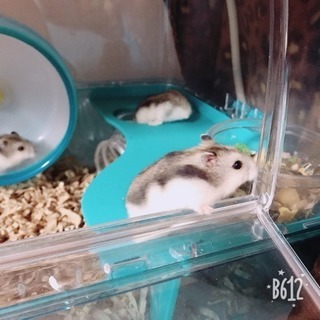 ハムスター里親募集☆停止中