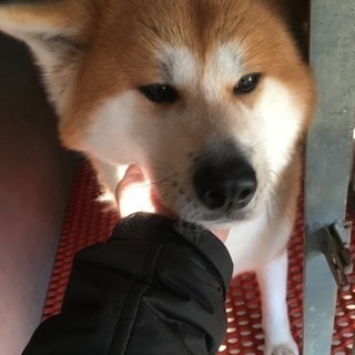 人なつこい秋田犬、2歳と3歳の女の子です - 常総市