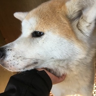 人なつこい秋田犬、2歳と3歳の女の子です − 茨城県