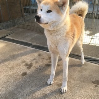 人なつこい秋田犬、2歳と3歳の女の子です - 犬