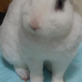 グルチャ募集