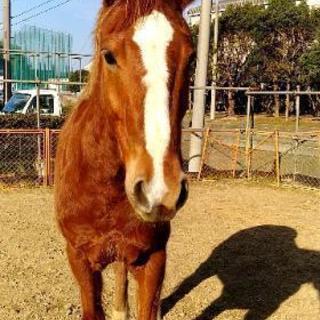 馬糞（堆肥、土壌改良）貰ってください