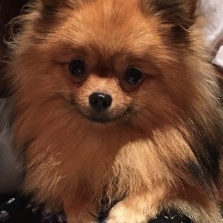 犬友募集します❣️