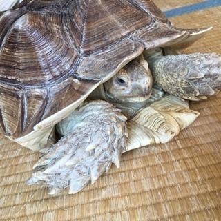 ケヅメリクガメ 5歳 40㎝