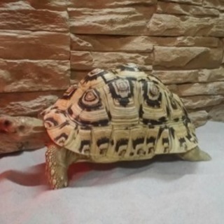 ヒョウモン白 5歳 25㎝