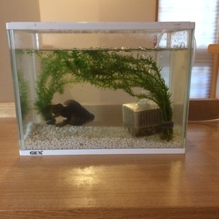 ☆金魚一匹   水槽と餌他セット - その他