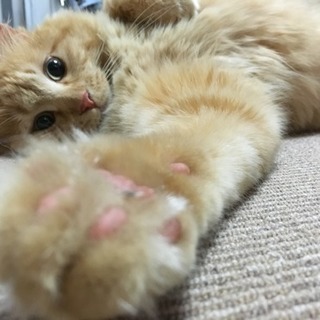 【譲渡決定】多数ご応募ありがとうございました。