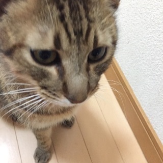 約1年半の猫 オス ライト
