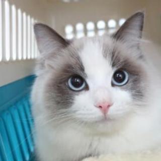 猫様のお茶会&シャンプーセミナー