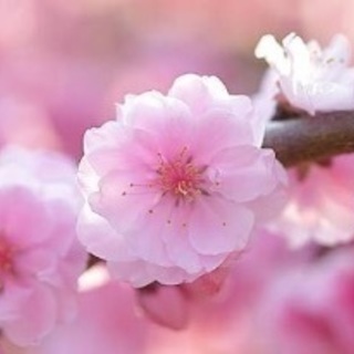 気が合って長く続けられる友達、女子会🌸