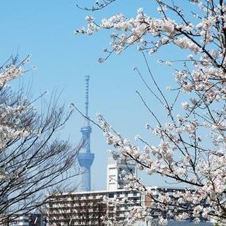 4月8日(日)【隅田川＊満開花見BBQ】50名恋活友活バーベキュー★千本桜★の画像