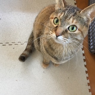 「急募」可愛がってあげてください