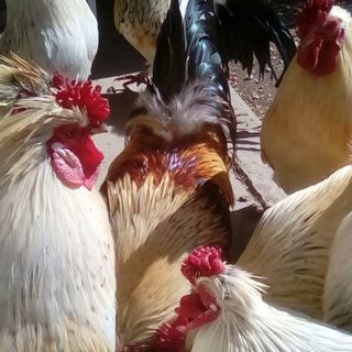 ニワトリの里親さま募集