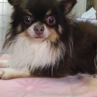 チワワ７才男の子