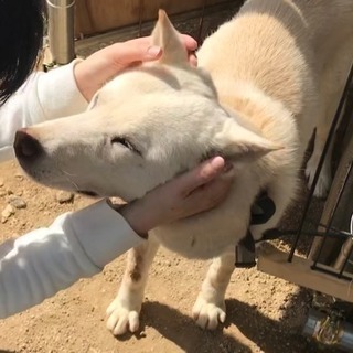 紀州犬（血統書付き）里親さん急募‼️ - 里親募集