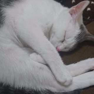 グルチャメンバー大募集( *˙ω˙*)و ｸﾞｯ*