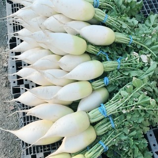 募集再開　種・苗の植え付け作業の画像