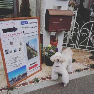 犬の美容室 ペットサロン ドッグサロン