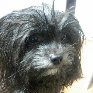 オスの小型犬を一匹里親募集です！
