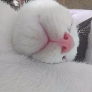グルチャメンバー大募集( *˙ω˙*)و ｸﾞｯ✨