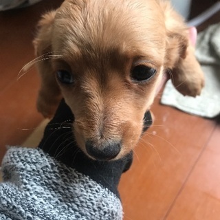 1ヶ月のチワックスです。