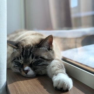 日本語が上手な海外からお越しの方！